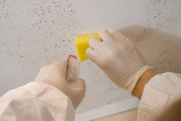 Best Mold Prevention Services  in Rock Island, IL